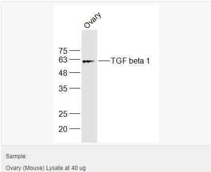 605d841489fe1.png image.png